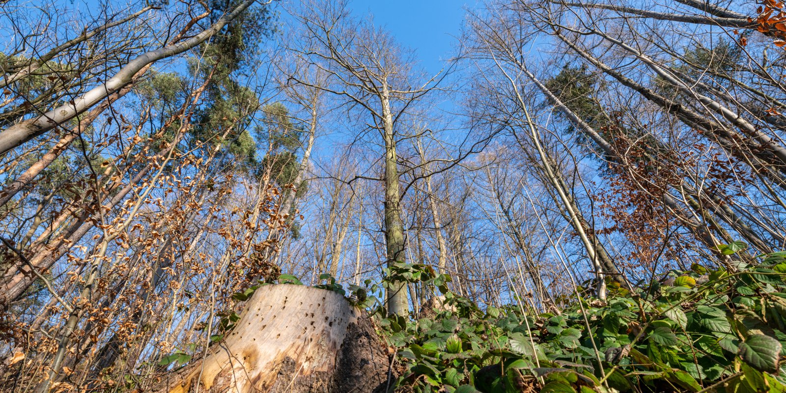 Mezinárodní den stromů 2026: Za stromy z Jihlavy