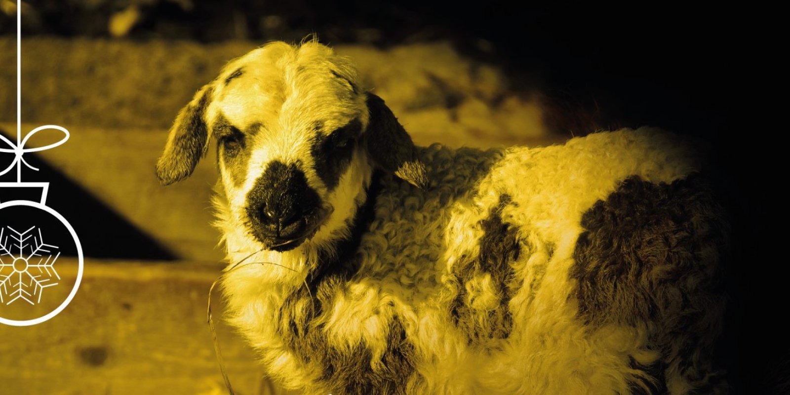 Vánoční večerní prohlídky se zoologem  