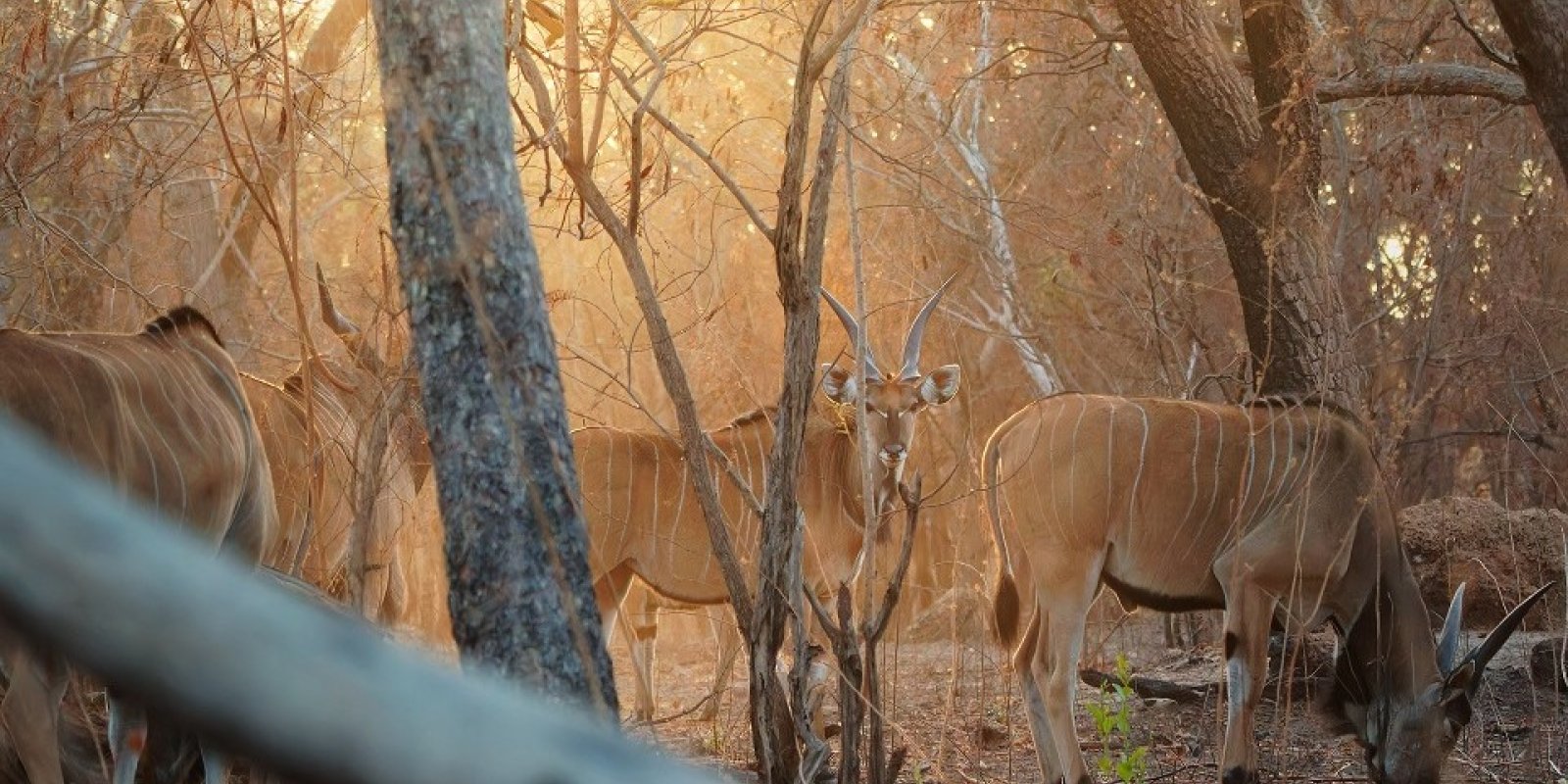 Den s antilopou v Zoo Jihlava