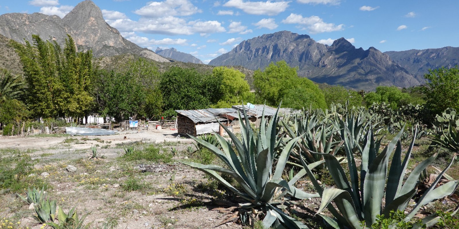Cesta Mexikem za kaktusy I.