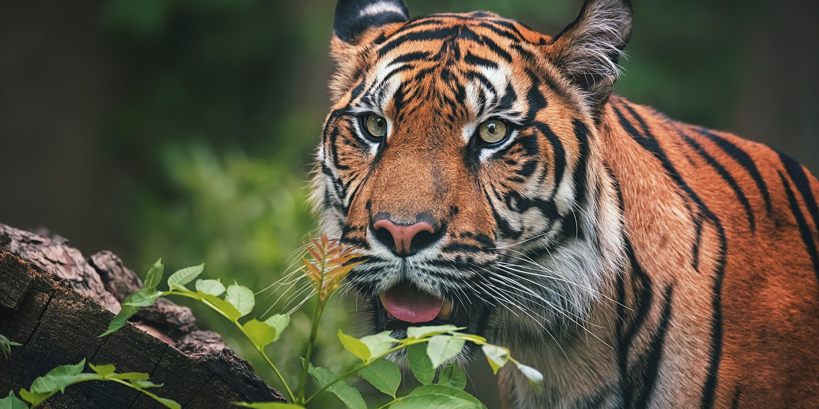 Večery PodpoVRCHem: Tygři ve volné přírodě