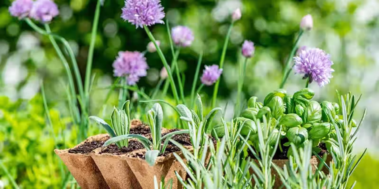 Bylinková zahrádka 2024       