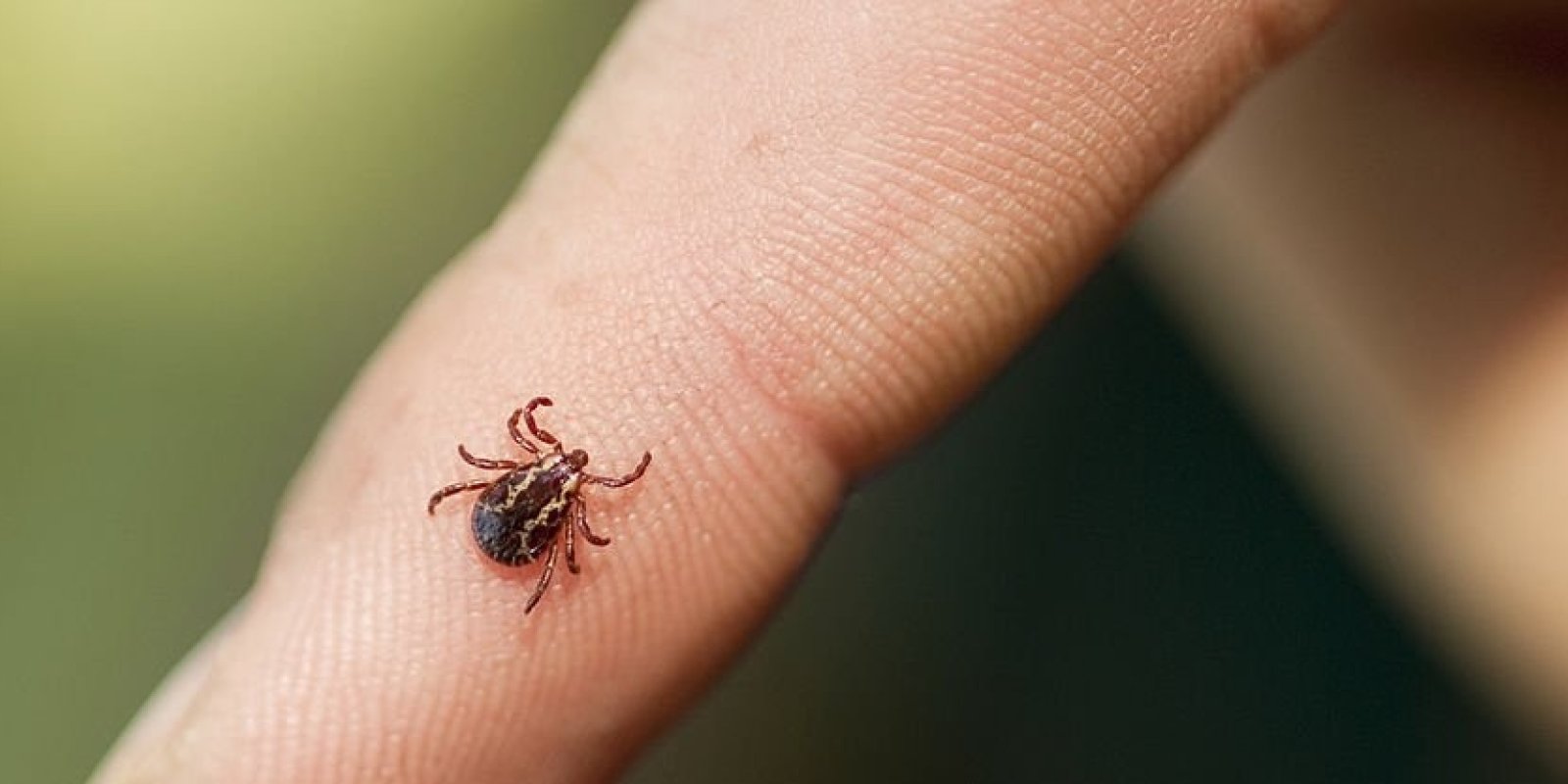 Beseda na aktuální téma: Prevence infekčních nemocí přenášených klíštětem