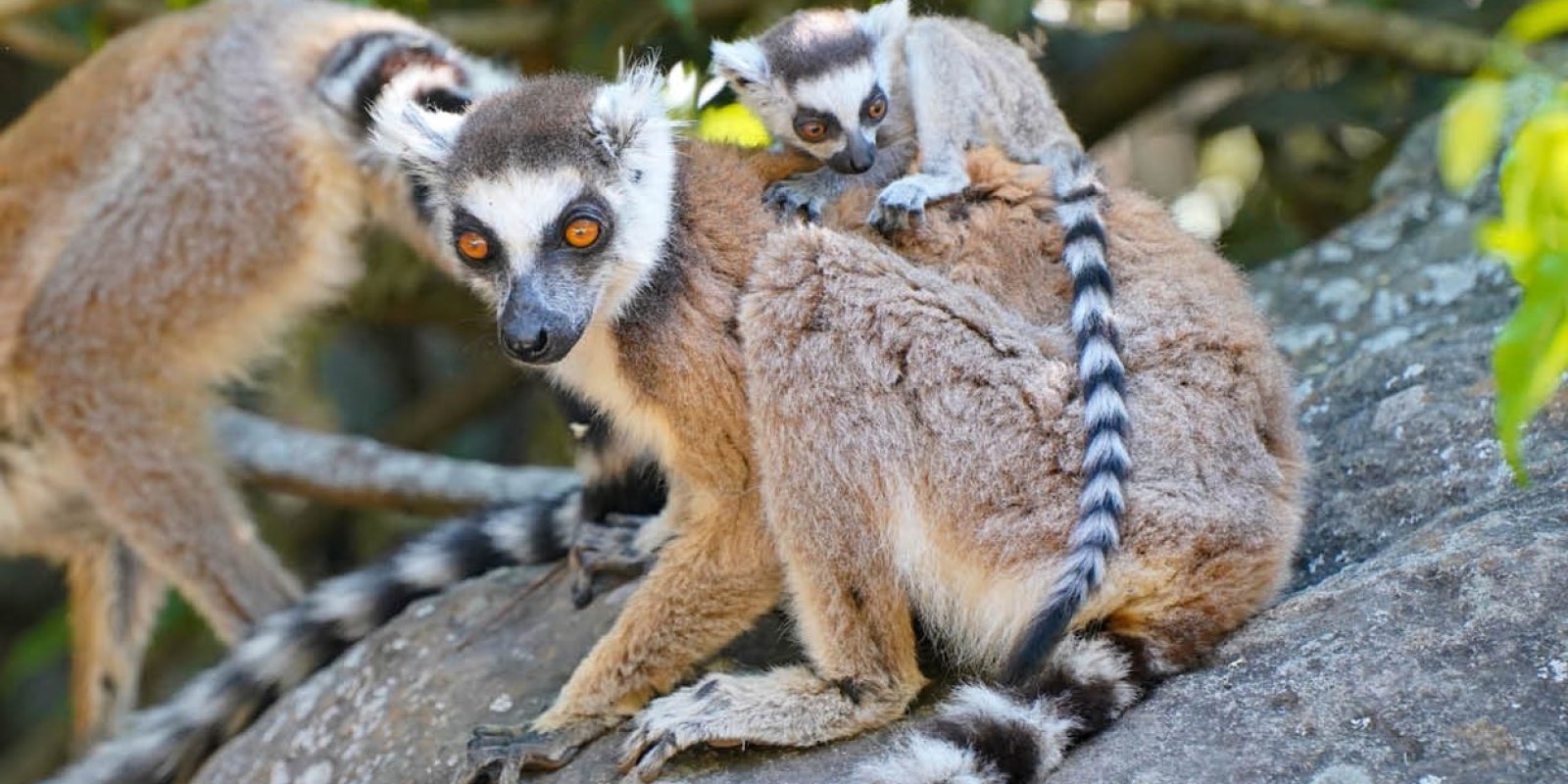 Cestovatelské promítání: Madagaskar