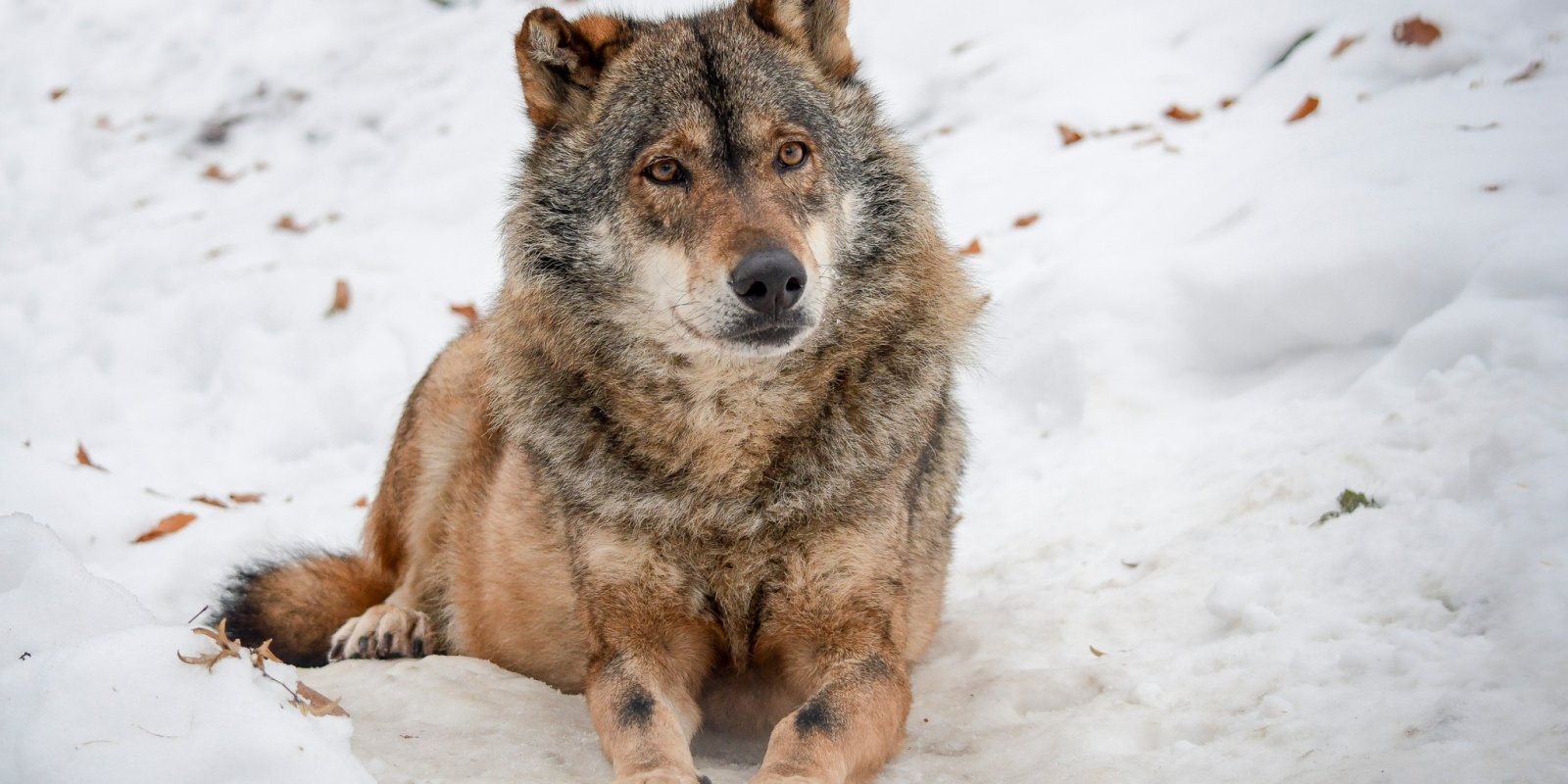 Karkulka v zoo - Vánoční večerní prohlídky pro rodiny s dětmi