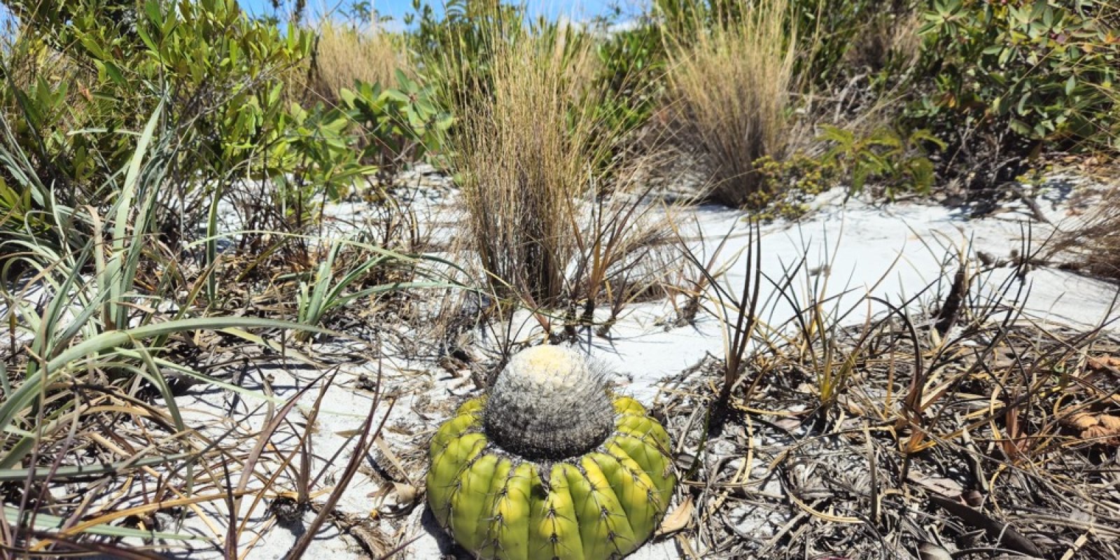 Brazílie – cesta za novým druhem kaktusu