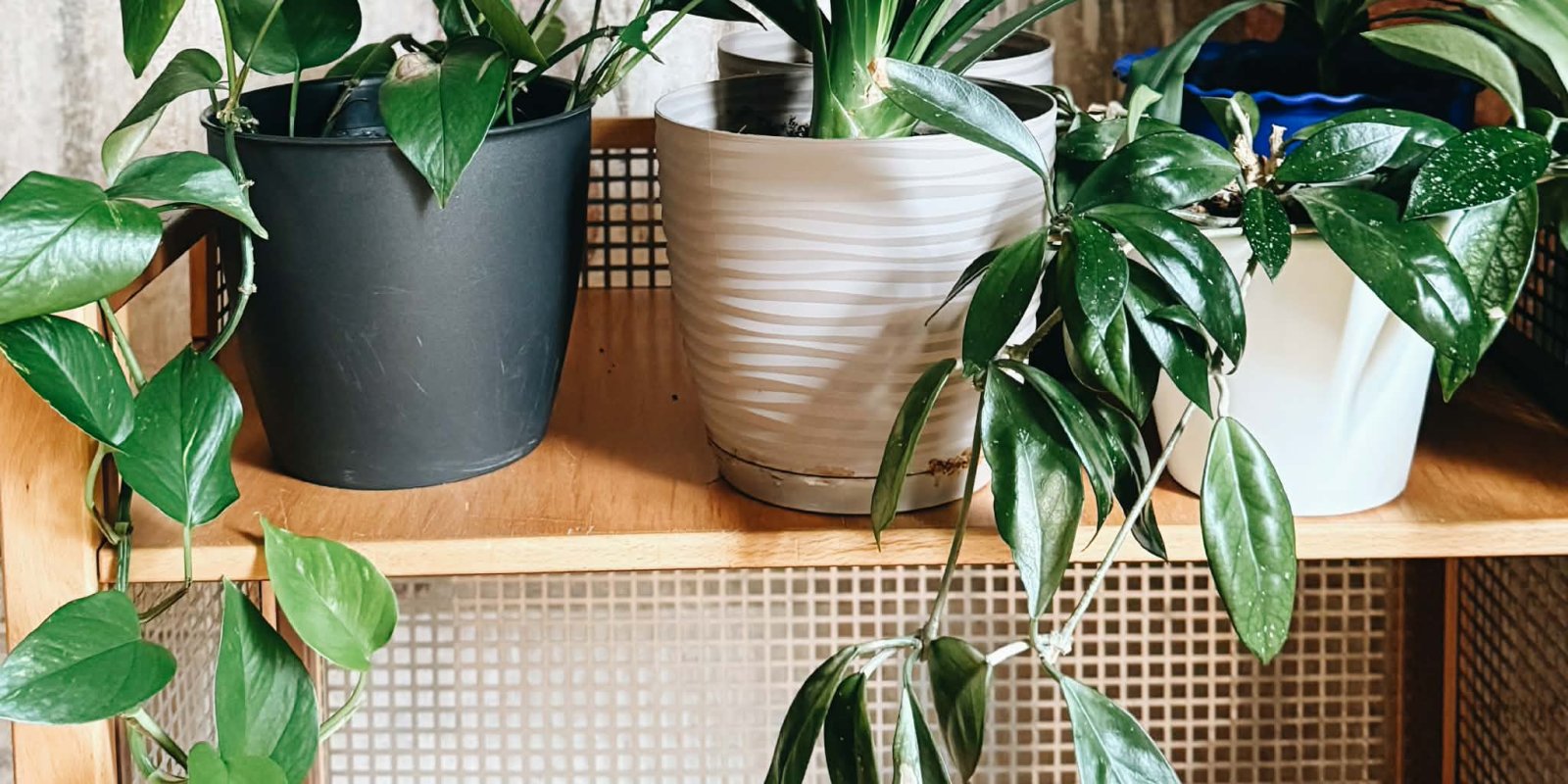 Rostlinný swap v knihovně