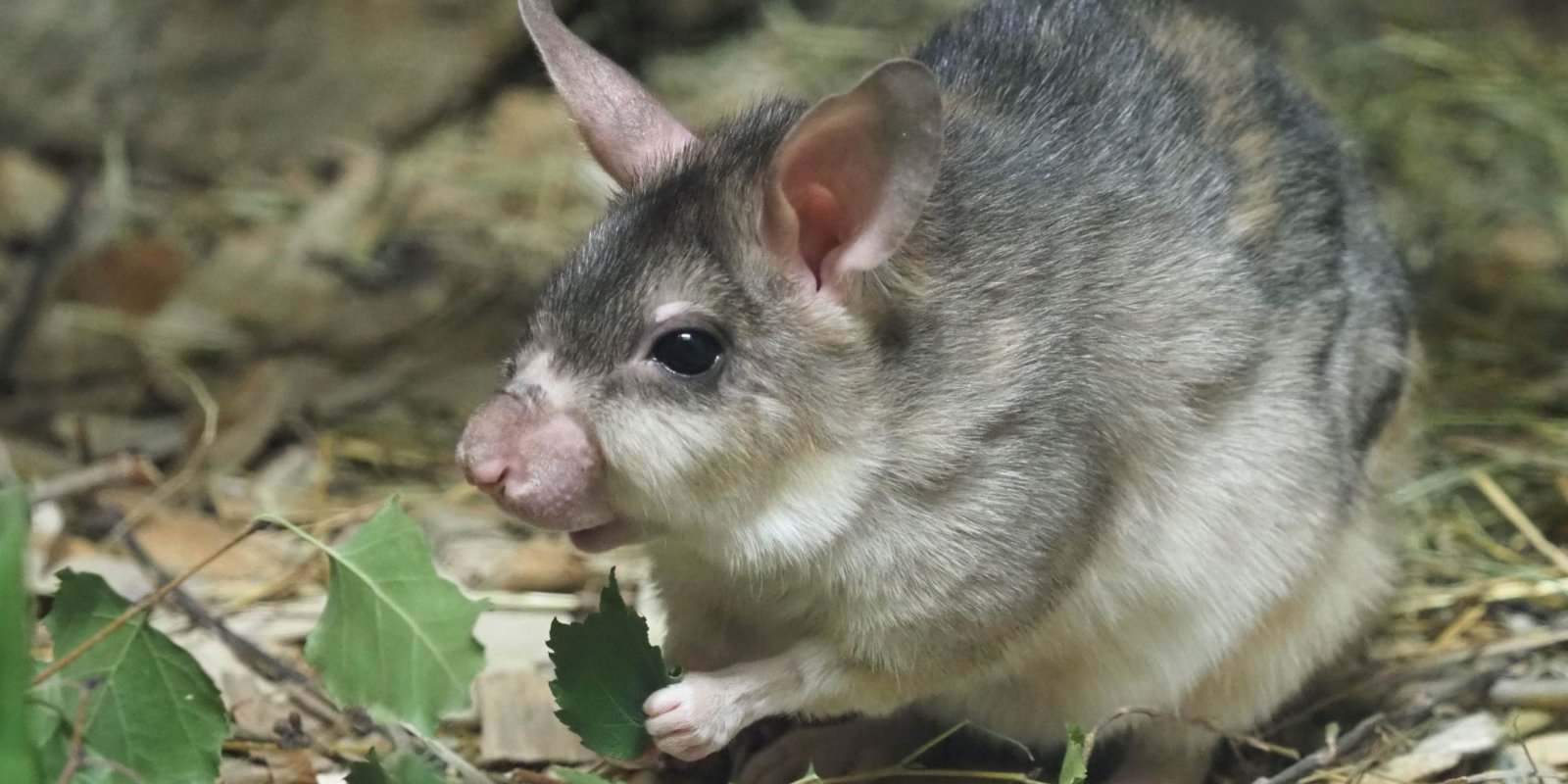 Světový den křečků