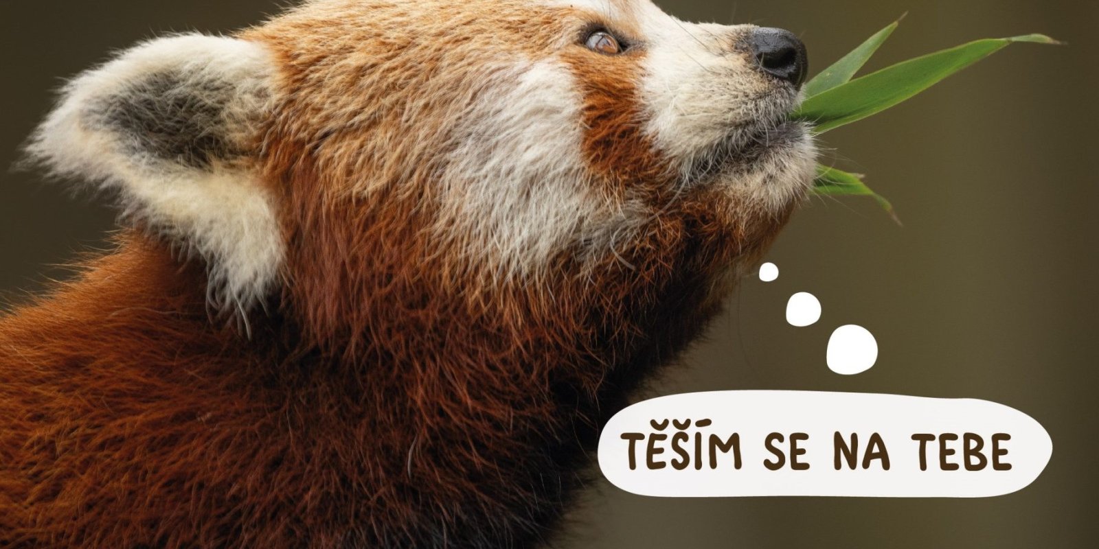 Den pandy červené