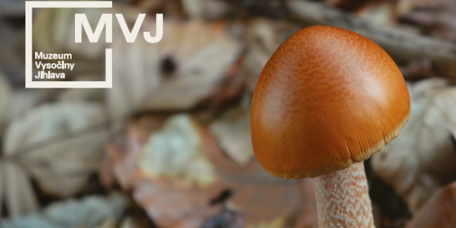 Jarní mykologická poradna 2026