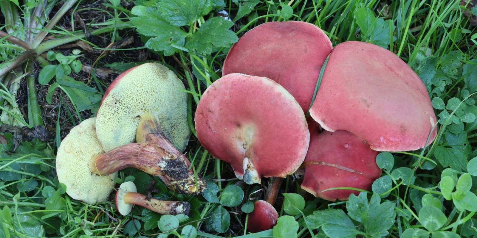 Houby PP Ratajské rybníky