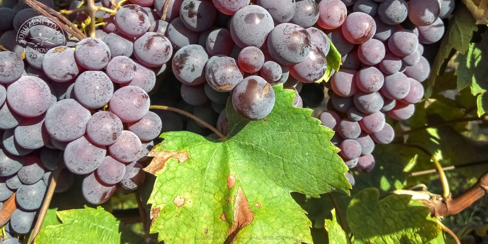 Vinná degustace Vinařství Gotberg