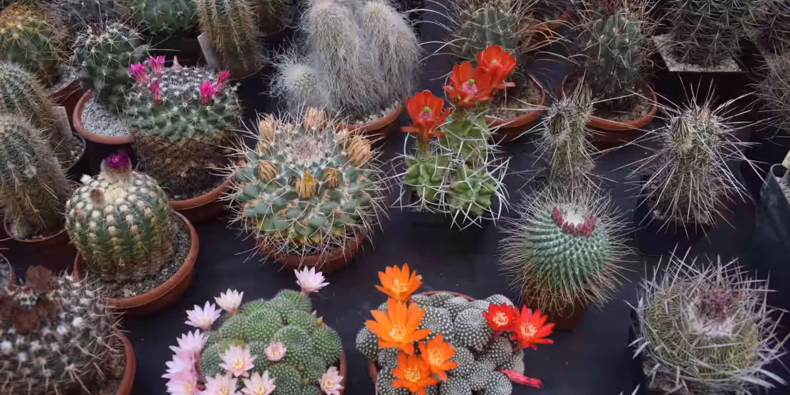 58. výstava kaktusů a sukulentů