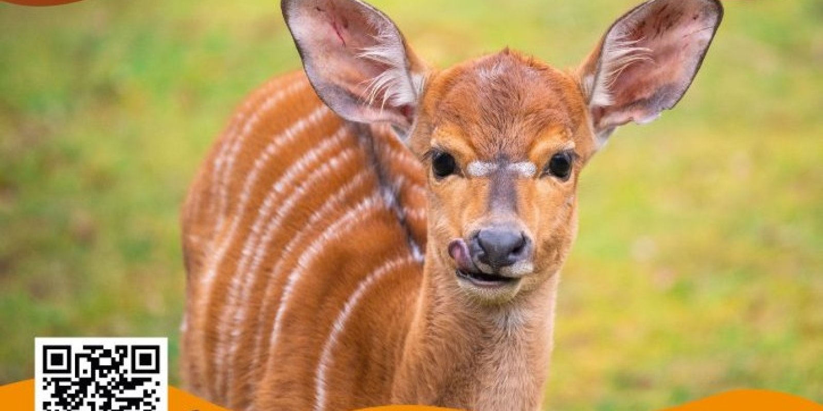 Den dětí v zoo